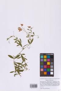 Чина клубненосная L., Восточная Европа, Московская область и Москва (E4a) (Россия)