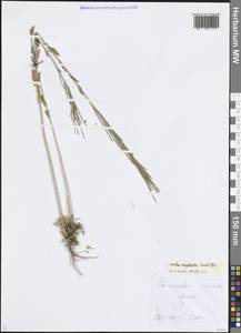 Резуха стреловидная (Bertol.) DC., Восточная Европа, Центральный лесостепной район (E6) (Россия)