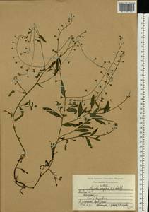 Незабудка рыхлая Lehm., Восточная Европа, Московская область и Москва (E4a) (Россия)