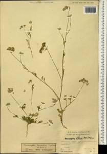 Psammogeton lamondiae Engstrand & Rech. fil., Зарубежная Азия (ASIA) (Пакистан)
