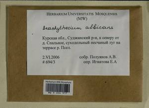 Brachythecium albicans (Hedw.) Schimp., Гербарий мохообразных, Мхи - Центральное Черноземье (B10) (Россия)