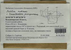 Pohlia nutans (Hedw.) Lindb., Гербарий мохообразных, Мхи - Центральное Нечерноземье (B6) (Россия)