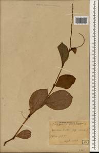 Persicaria filiformis (Thunb.) Nakai, Зарубежная Азия (ASIA) (Япония)