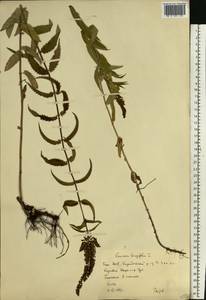 Вероника длиннолистная L., Восточная Европа, Восточный район (E10) (Россия)