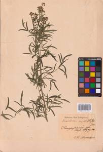 Василисник светлый, Василисник блестящий L., Восточная Европа, Центральный район (E4) (Россия)