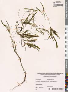 Рдест сибирский A.Benn., Сибирь, Чукотка и Камчатка (S7) (Россия)
