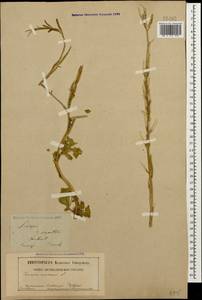 Rhamphospermum arvense (L.) Andrz. ex Besser, Кавказ, Дагестан (K2) (Россия)