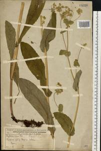 Володушка длиннолистная L., Восточная Европа, Волжско-Камский район (E7) (Россия)