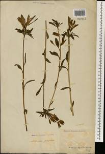 Alstroemeria pelegrina L., Зарубежная Азия (ASIA) (Неизвестно)