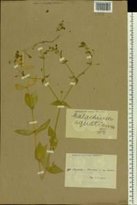 Stellaria aquatica (L.) Scop., Восточная Европа, Северо-Украинский район (E11) (Украина)