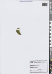 Huperzia selago subsp. appressa (La Pylaie ex Desv.) D.Löve, Сибирь, Центральная Сибирь (S3) (Россия)