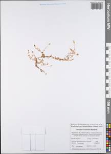 Диходон ясколковый (L.) Rchb., Восточная Европа, Северный район (E1) (Россия)