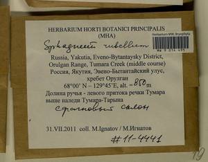 Sphagnum rubellum Wilson, Гербарий мохообразных, Мхи - Якутия (B19) (Россия)