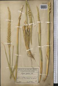 Волоснец кистистый, Колосняк кистистый (Lam.) Tzvelev, Средняя Азия и Казахстан, Сырдарьинские пустыни и Кызылкумы (M7) (Казахстан)