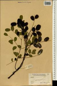 Adenanthera pavonina L., Зарубежная Азия (ASIA) (КНР)