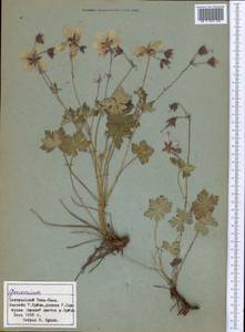 Герань, Средняя Азия и Казахстан, Северный и Центральный Тянь-Шань (M4) (Киргизия)