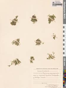 Ряска трехдольная L., Сибирь, Дальний Восток (S6) (Россия)