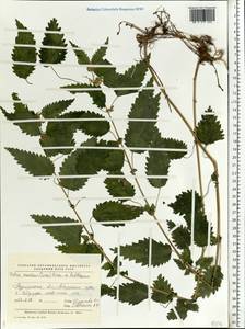 Urtica dioica subsp. sondenii (Simmons) Hyl., Восточная Европа, Северный район (E1) (Россия)