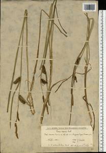 Осока береговая Curtis, Восточная Европа, Нижневолжский район (E9) (Россия)