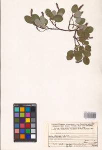 Ива сетчатая L., Восточная Европа, Северный район (E1) (Россия)