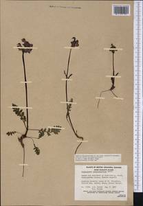 Pedicularis ornithorhyncha Benth., Америка (AMER) (Канада)