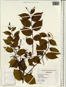 Rhamnaceae, Зарубежная Азия (ASIA) (Вьетнам)