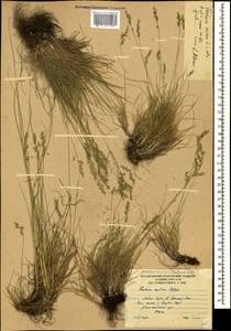 Овсяница овечья L., Кавказ, Южная Осетия (K4b) (Южная Осетия)