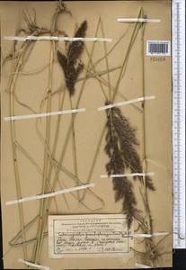 Вейник ложнотростниковидный (Haller f.) Koeler, Средняя Азия и Казахстан, Западный Тянь-Шань и Каратау (M3) (Казахстан)