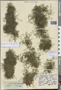 Selaginella baodongii M.H.Zhang & Q.P.Xiang, Сибирь, Дальний Восток (S6) (Россия)