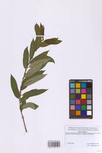 Ива трехтычинковая L., Восточная Европа, Московская область и Москва (E4a) (Россия)