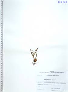 Вудсия эльбская (L.) R.Br., Сибирь, Дальний Восток (S6) (Россия)