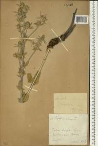 Синеголовник плосколистный L., Восточная Европа, Средневолжский район (E8) (Россия)