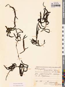 Рдест альпийский Balb., Сибирь, Чукотка и Камчатка (S7) (Россия)