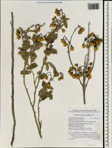 Solanum elaeagnifolium Cav., Зарубежная Азия (ASIA) (Израиль)