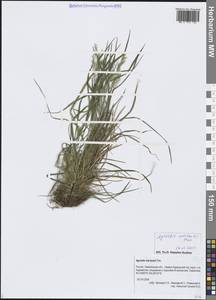 Полевица Мертенса Trin., Сибирь, Дальний Восток (S6) (Россия)