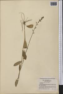 Lobelia spicata Lam., Америка (AMER) (США)