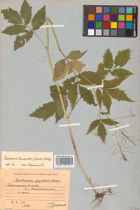 Сердечник белоцветковый (Tausch) O. E. Schulz, Сибирь, Дальний Восток (S6) (Россия)