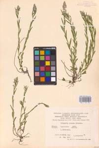 Истод хохлатый Schkuhr, Восточная Европа, Центральный лесостепной район (E6) (Россия)