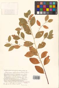 Флюгея полукустарниковая (Pall.) Baill., Сибирь, Дальний Восток (S6) (Россия)