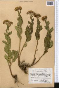 Jacobaea racemulifera (Pavlov) C. Ren & Q. E. Yang, Средняя Азия и Казахстан, Западный Тянь-Шань и Каратау (M3) (Киргизия)