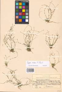 Мшанка узловатая (L.) Fenzl, Восточная Европа, Московская область и Москва (E4a) (Россия)