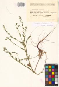 Buglossoides arvensis × rochelii, Восточная Европа, Нижневолжский район (E9) (Россия)