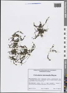 Пузырчатка средняя  Hayne, Восточная Европа, Северный район (E1) (Россия)