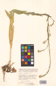 Башеница голая, Башенница гладкая, Вяжечка гладкая L., Восточная Европа, Нижневолжский район (E9) (Россия)