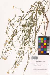 Rhamphospermum nigrum (L.) Al-Shehbaz, Восточная Европа, Центральный район (E4) (Россия)