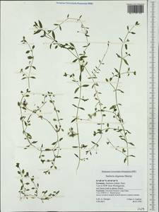 Звездчатка топяная Grimm, Западная Европа (EUR) (Германия)