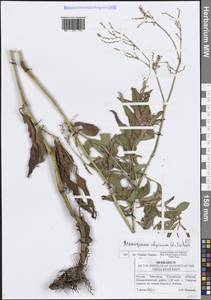 Кенигия альпийская (All.) T.M.Schust. & Reveal, Восточная Европа, Средневолжский район (E8) (Россия)