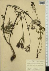 Chaerophyllum villarsii W. D. J. Koch, Западная Европа (EUR) (Швейцария)