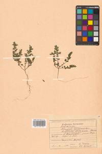 Куммеровия прилистниковая (Maxim.) Makino, Сибирь, Дальний Восток (S6) (Россия)