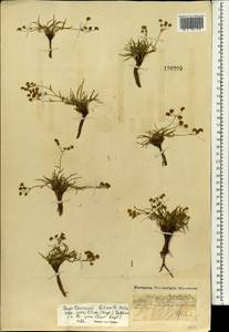 Володушка двустебельная Helm, Монголия (MONG) (Монголия)